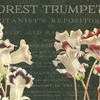 Forest Trumpets
